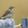 Linduska velka - Anthus australis bistriatus - Australian Pipit o2430_2